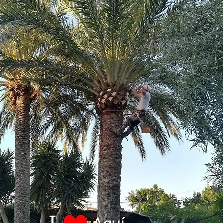 Sun & Palm Trees * Balsares